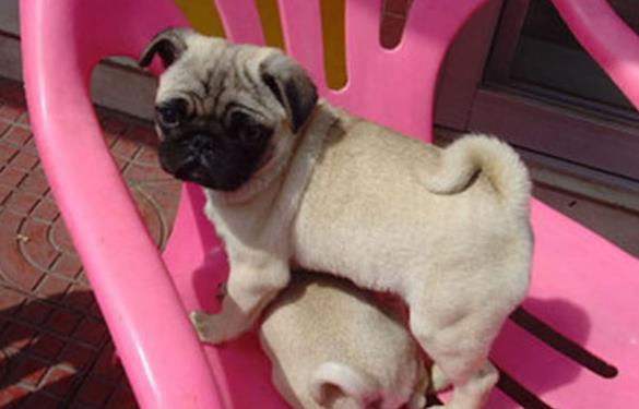 纯种巴哥犬憨厚哈巴狗郑州宠物狗市场在哪里卖