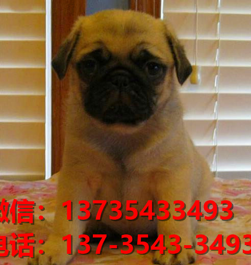 正宗巴哥犬幼犬出售 深圳宠物狗市场犬舍在哪