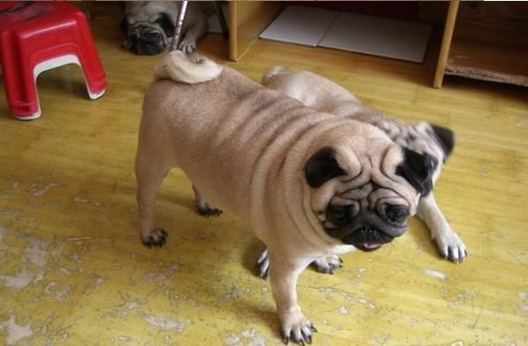 厦门犬舍出售纯种巴哥犬哈巴狗宠物狗市场在哪