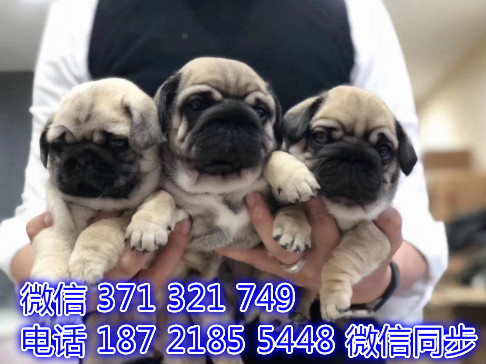 深圳全国发货 巴哥大犬出售纯种幼犬 深圳促销