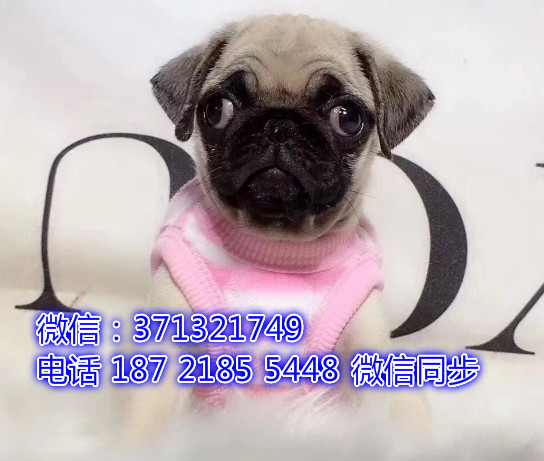 特价 巴哥犬出售纯种幼犬 专业繁殖专业发货 可上门看烙