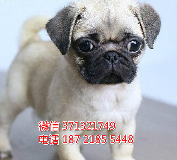 深圳宠物狗狗 巴哥犬出售幼犬 全国可以发货匣