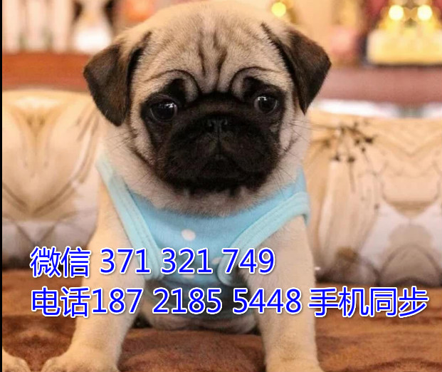 犬舍直销 特惠巴哥纯种幼犬 支持上门 宠物狗狗 宠物犬舍狗场纳