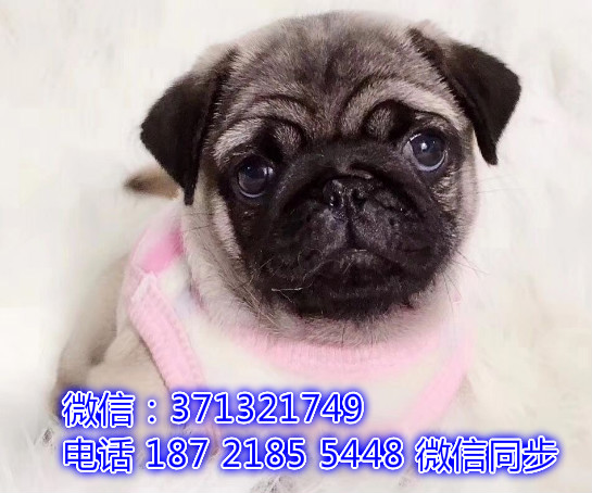 特价 巴哥犬出售纯种幼犬 专业繁殖专业发货 可上门看珊