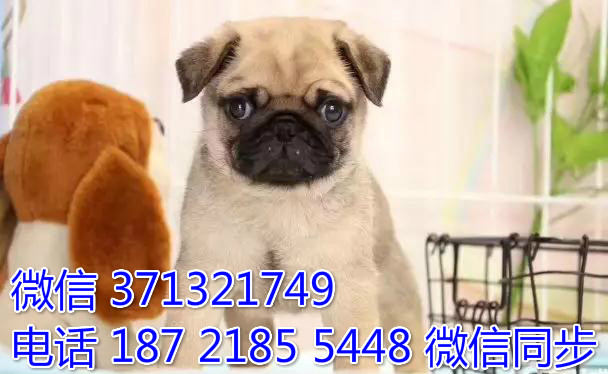 1宠物狗狗巴哥出售幼犬 全国可以发货 犬舍繁