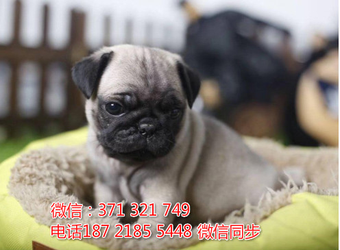 全国特惠巴哥犬纯种幼犬 支持上门 支持空运汽