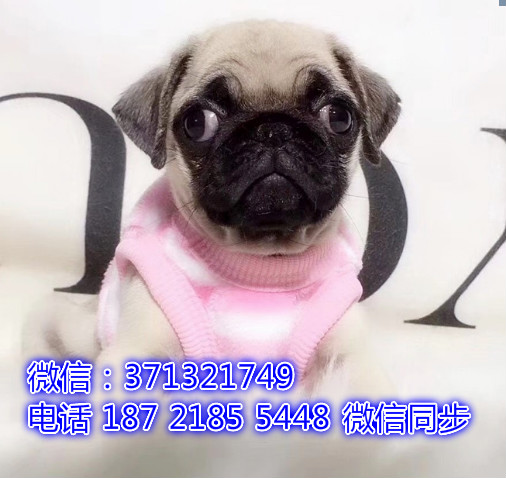 特价 巴哥犬出售纯种幼犬 专业繁殖专业发货 可上门看奔