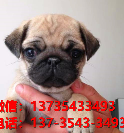 纯种巴哥犬出售 ?？诔栉锕饭啡嵩谀穆艄?狗