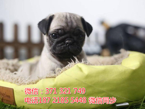 全国特惠巴哥犬纯种幼犬 支持上门 支持空运汽运 包健康傲