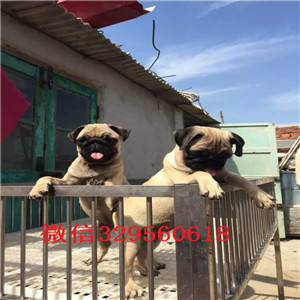  衡阳哪里出售纯种巴哥犬，大头版精品巴哥幼犬，