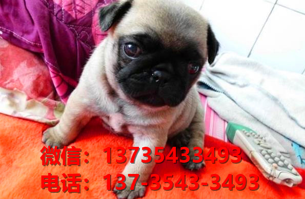 纯种巴哥犬出售 深圳宠物狗狗犬舍在哪卖狗 狗