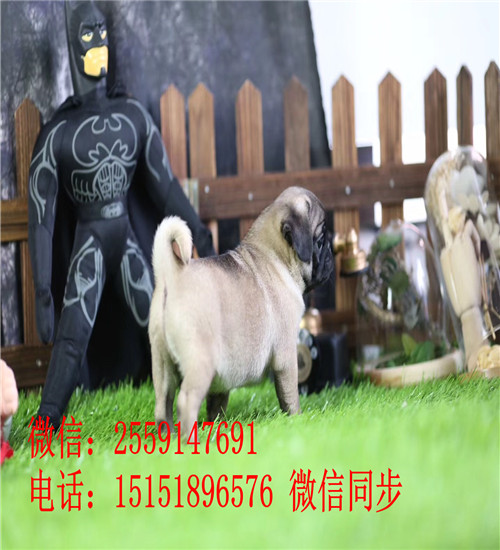 广州巴哥价格是多少钱 广州哪里卖纯种巴哥 广州巴哥出售 广州巴哥犬舍