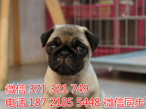 狗场批发零售泰迪犬博美犬比熊犬巴哥柯基犬宠物狗狗咀