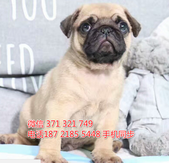 宠物市场 哪里有宠物巴哥，精品小型中型大型犬狗狗瘴