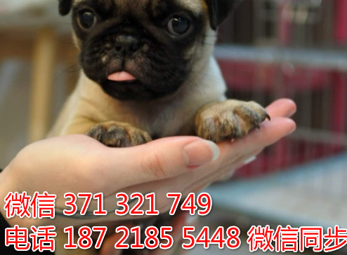 狗场批发零售泰迪犬博美犬比熊犬巴哥柯基犬宠物狗狗咀