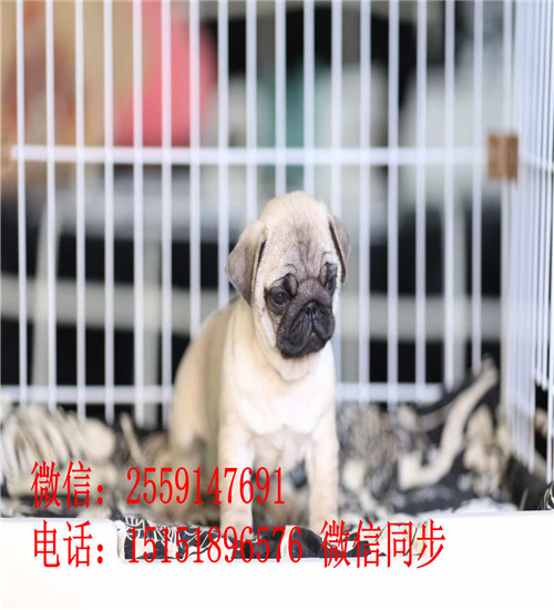 西安鹰版八哥出售 西安八哥犬舍 西安纯种巴哥