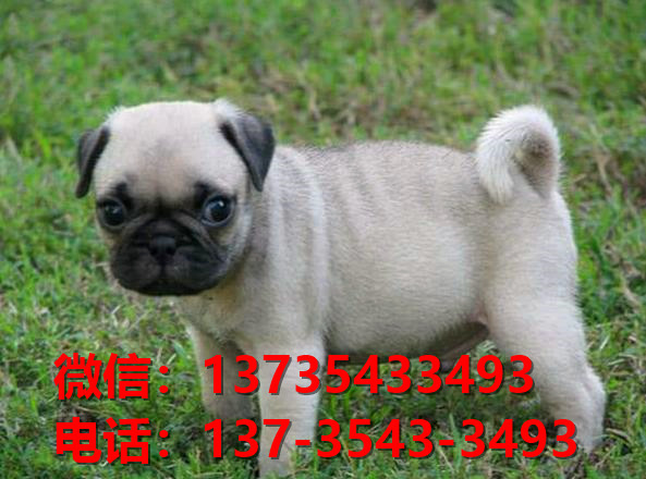 晋中宠物狗狗犬舍出售纯种巴哥犬卖狗买狗地方