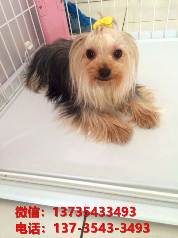 福建厦门犬舍出售纯种约克夏犬幼犬金头银背活