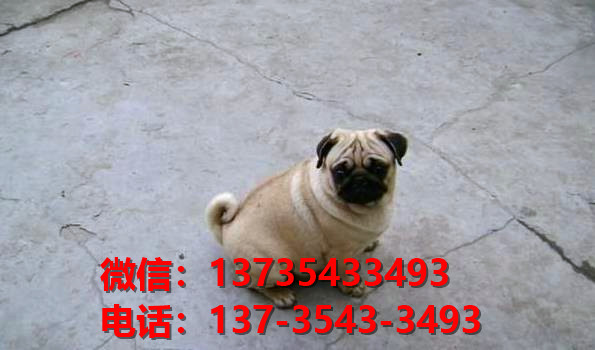 河南郑州狗场出售纯种巴哥犬幼犬短毛哈巴狗幼