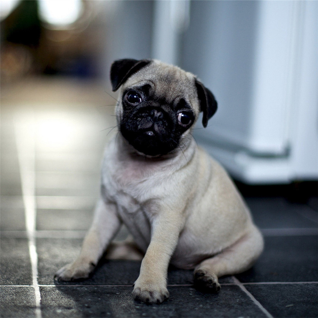 广州出售纯种健康巴哥幼犬 疫苗齐全 多窝可选