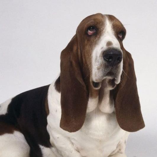 海口宠物狗狗出售纯种巴吉度猎犬狗市场卖狗买