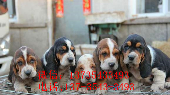 郑州宠物狗狗出售纯种巴吉度猎犬狗市场卖狗买狗哪有