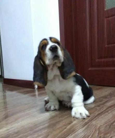 深圳宠物狗狗出售纯种巴吉度猎犬狗市场卖狗买