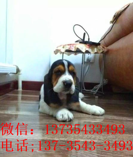 广州宠物狗狗出售纯种巴吉度猎犬狗市场卖狗买狗哪有
