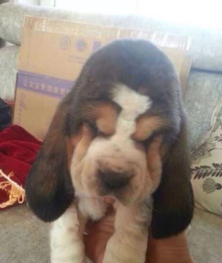 广州宠物狗狗出售纯种巴吉度猎犬狗市场卖狗买