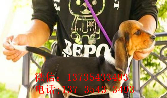 南京宠物狗狗出售纯种巴吉度猎犬狗市场卖狗买狗哪有