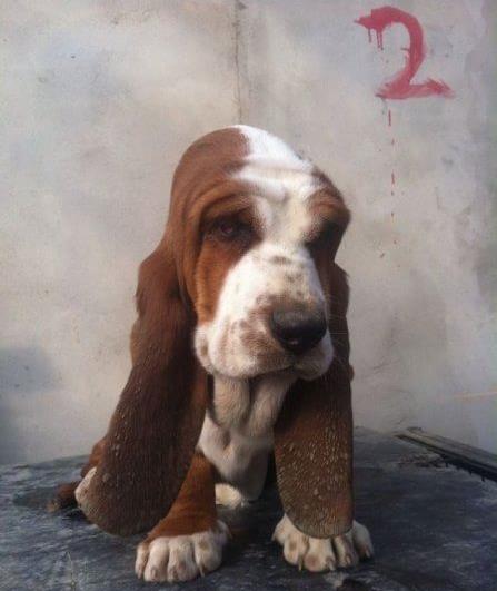 武汉宠物狗狗出售纯种巴吉度猎犬狗市场卖狗买