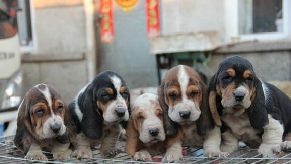 上海宠物狗狗出售纯种巴吉度猎犬狗市场卖狗买