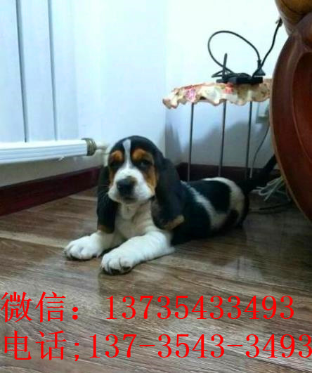 广州宠物狗狗出售纯种巴吉度猎犬狗市场卖狗买狗哪有