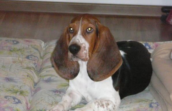 贵阳宠物狗狗出售纯种巴吉度猎犬狗市场卖狗买