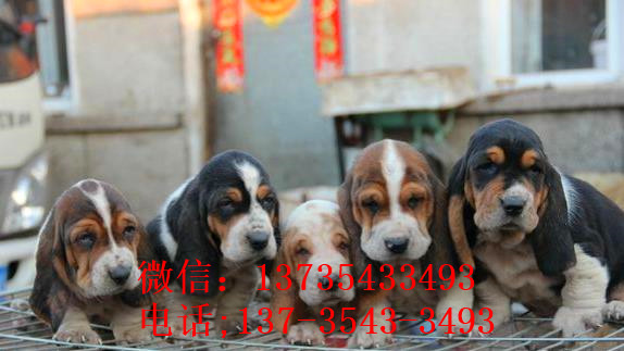 成都宠物狗狗出售纯种巴吉度猎犬狗市场卖狗买狗哪有
