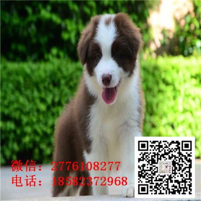 赤峰哪里有卖边境牧羊犬 边牧黑白色红色高智商 飞盘边牧幼犬多少钱 边牧繁殖