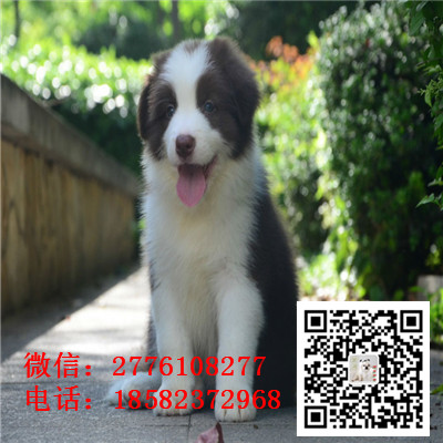 赤峰哪里有卖边境牧羊犬 边牧黑白色红色高智商 飞盘边牧幼犬多少钱 边牧繁殖