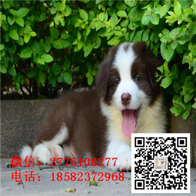 万州哪里有卖边境牧羊犬 边牧黑白色红色高智