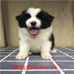 青岛哪里有边境牧羊犬出售 边牧哪里的纯种健