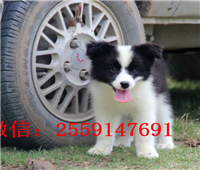 衡阳黑白边牧怎么卖的 衡阳哪里卖纯种边牧 衡