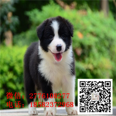 青岛哪里有边境牧羊犬出售 边境牧羊犬哪里的