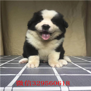 青岛哪里有宠物店_边境牧羊犬价格_边境牧羊犬