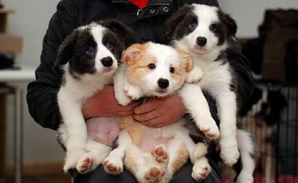 思茅卖边牧思茅哪里买边牧思茅狗场出售纯种边