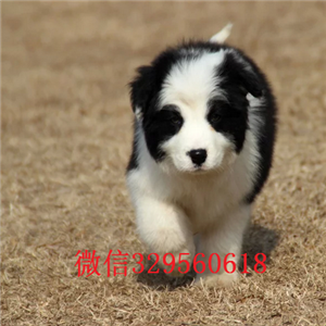 郑州哪里有宠物店卖边牧边牧狗场 边牧犬舍纯种边牧幼犬 边牧价格纯种边牧一只要多少钱