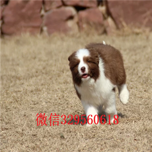 铁岭哪里有宠物店卖边牧专业繁殖精品边境牧羊犬边境牧羊犬智商纯种黑白边境牧羊犬价格