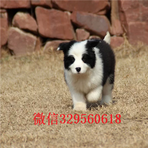 鞍山哪里有卖边境牧羊犬的边境牧羊犬多少钱一