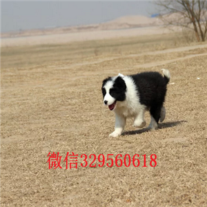 松原哪里有卖边境牧羊犬的边牧幼犬宠物狗活体