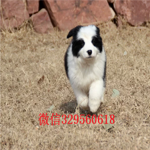 盘锦哪里有卖边境牧羊犬的边境牧羊犬图片纯种