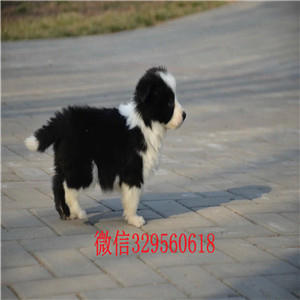 信阳哪里有卖边境牧羊犬的边牧多少钱一只纯种双血统边牧双血统赛级边牧幼犬