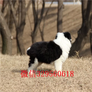 平顶山哪里有出售边牧的边牧多少钱一只七白三